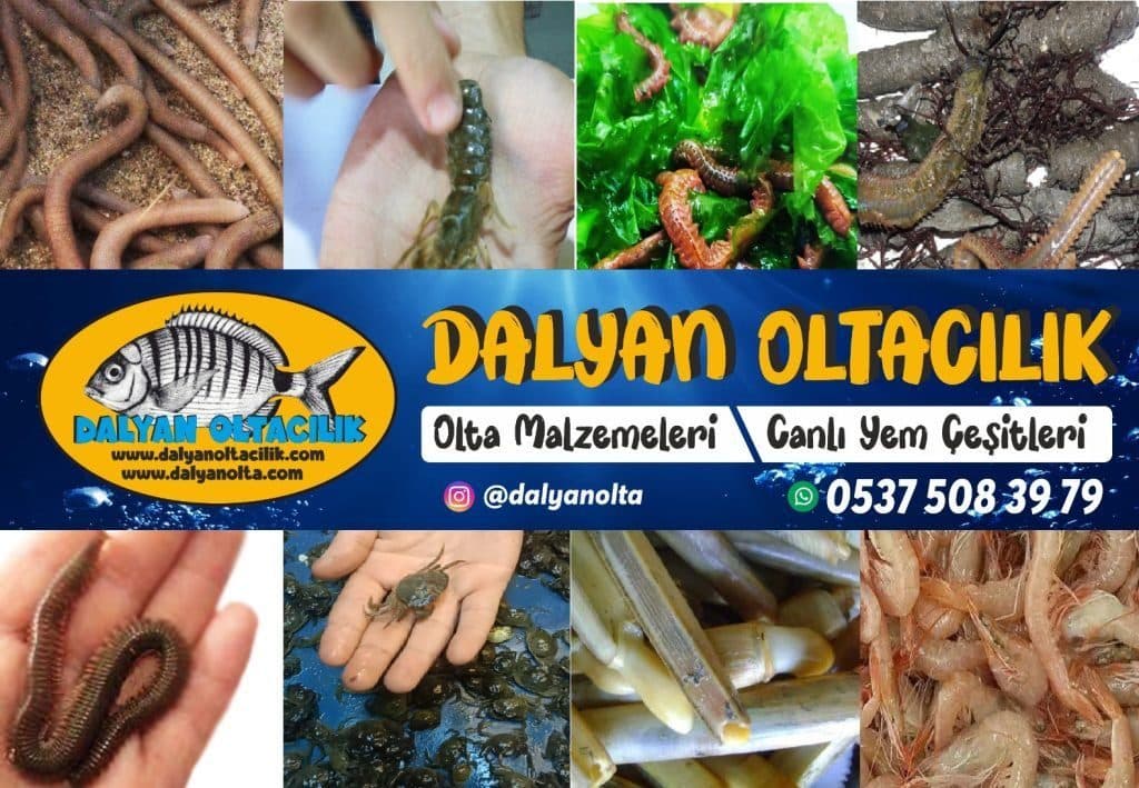 En Taze Canlı Yemler Dalyan Oltacılık'ta!