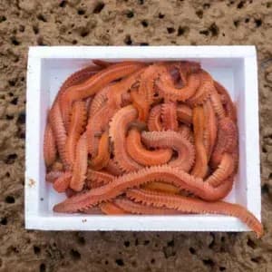canlı yem saklama, deniz solucanı bakımı, lugworm canlı kalma süresi, Çin kurdu saklama, canlı yem muhafaza